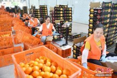 云南华宁柑桔香飘国内外 科技赋能助农增收